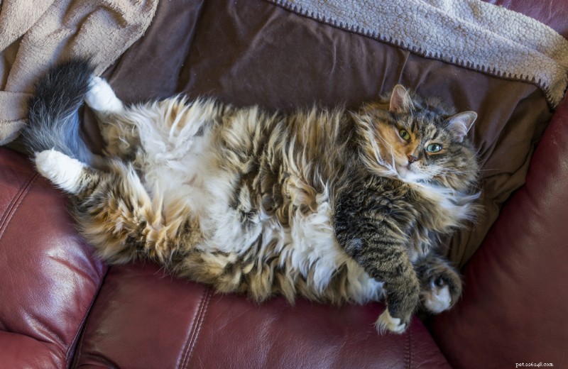8 Proven Cat Exercise Strategies to Safely Lose Weight
