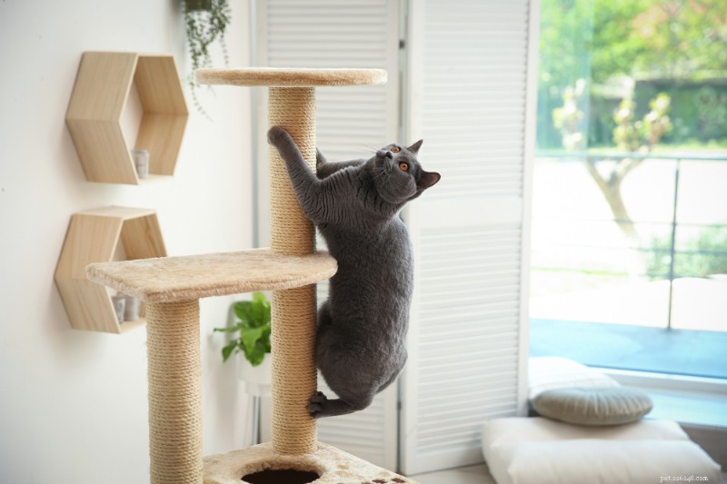 8 Proven Cat Exercise Strategies to Safely Lose Weight