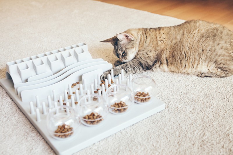 8 Proven Cat Exercise Strategies to Safely Lose Weight