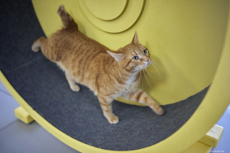 8 Proven Cat Exercise Strategies to Safely Lose Weight