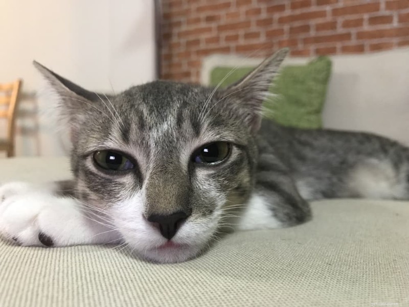 Watery Eyes in Cats: 6 Common Causes and How to Treat Them