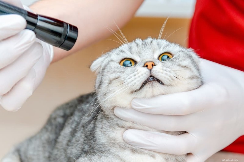 Watery Eyes in Cats: 6 Common Causes and How to Treat Them