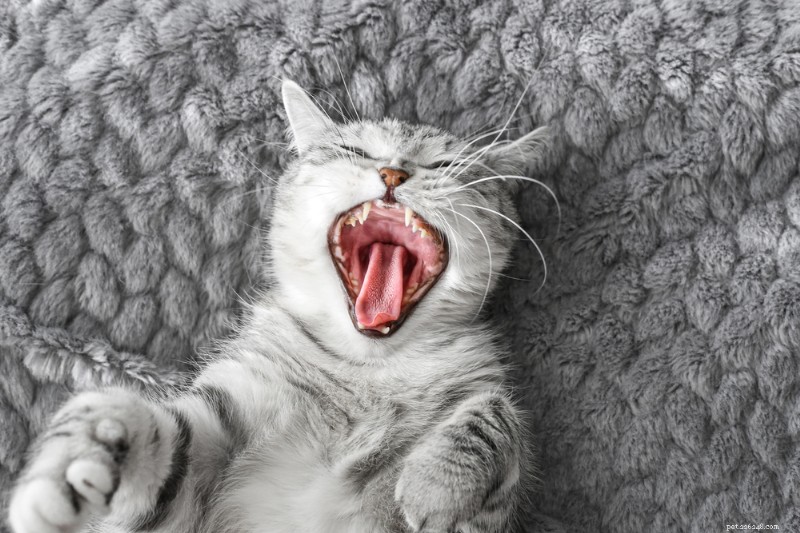 What Healthy Cat Gums Look Like: A Veterinarian’s Guide