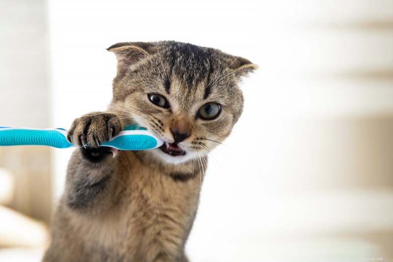 What Healthy Cat Gums Look Like: A Veterinarian’s Guide