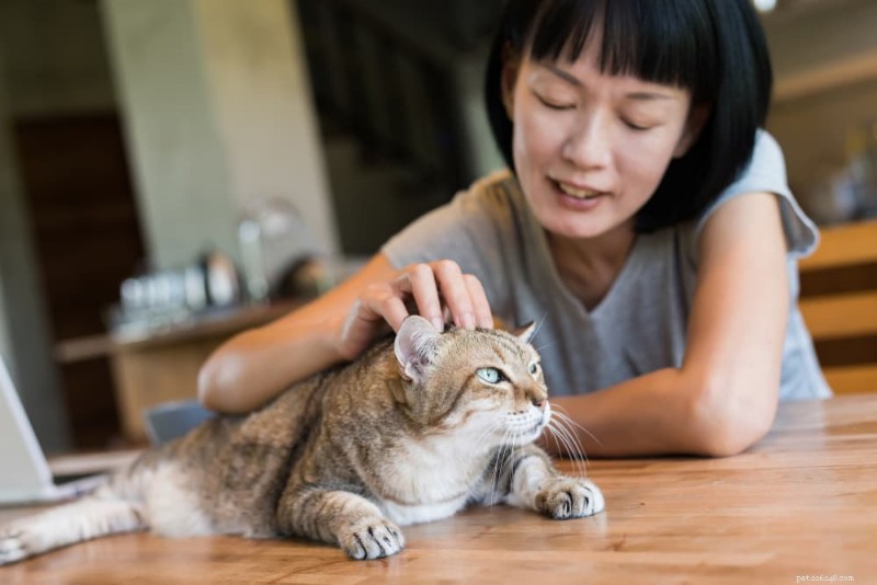 Managing Feline Diabetes Without Insulin: Evidence-Based Alternatives