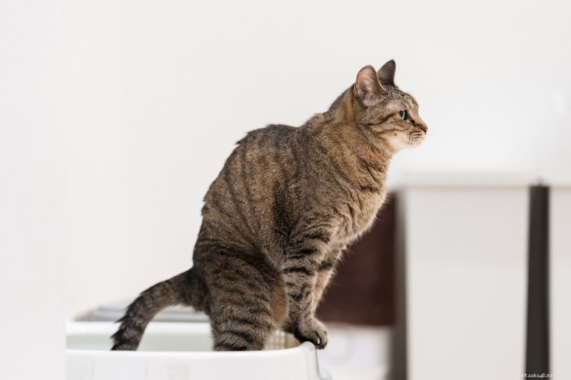 What Black Cat Poop Means: Causes, Symptoms, and When to Seek Veterinary Care
