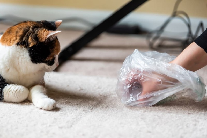 What Black Cat Poop Means: Causes, Symptoms, and When to Seek Veterinary Care