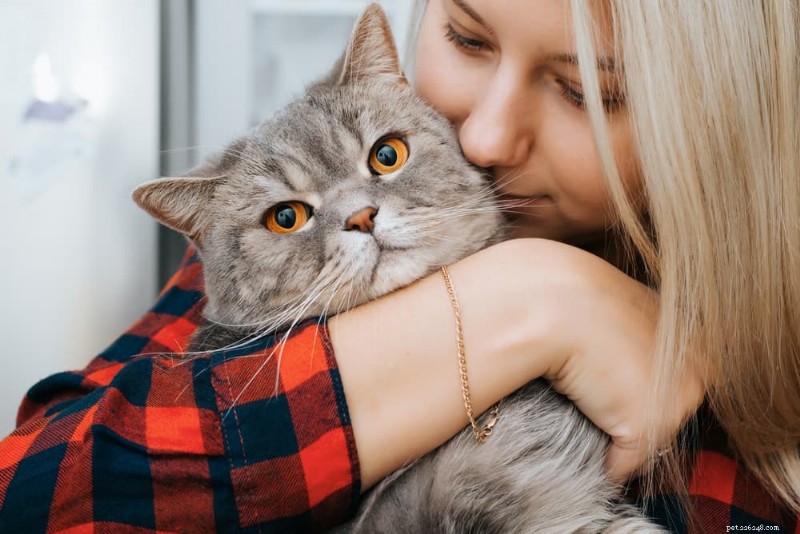 8 Clear Signs Your Cat Is in Pain – How to Spot and Respond