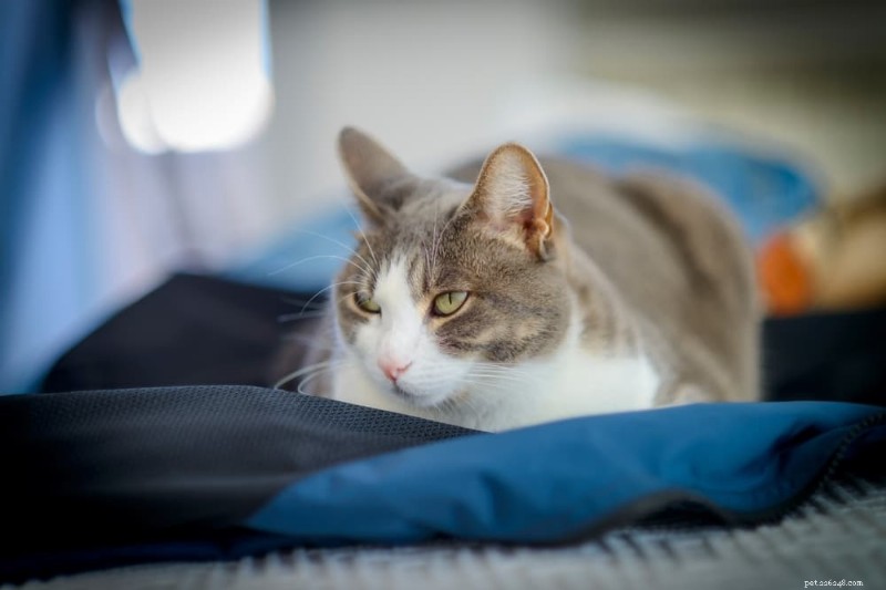 10 Expert Ways to Ease Your Cat’s Pain