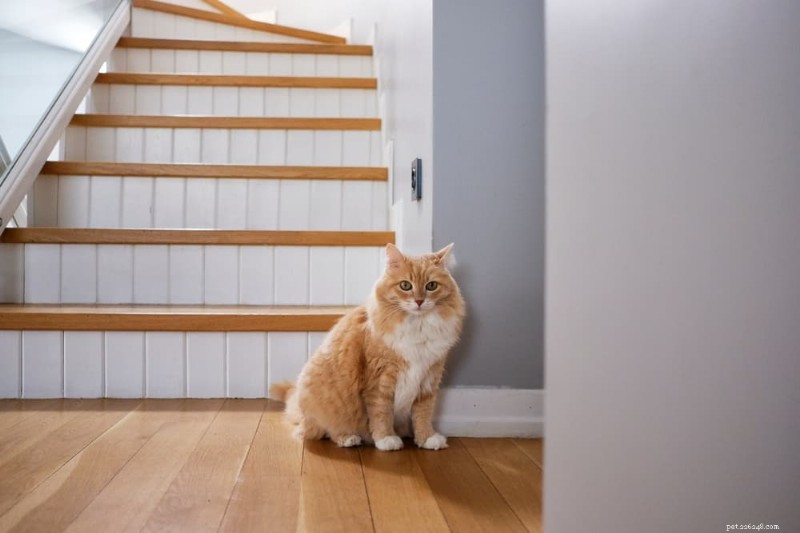 10 Expert Ways to Ease Your Cat’s Pain