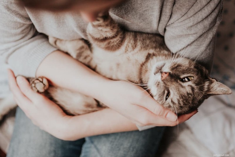 10 Expert Ways to Ease Your Cat’s Pain