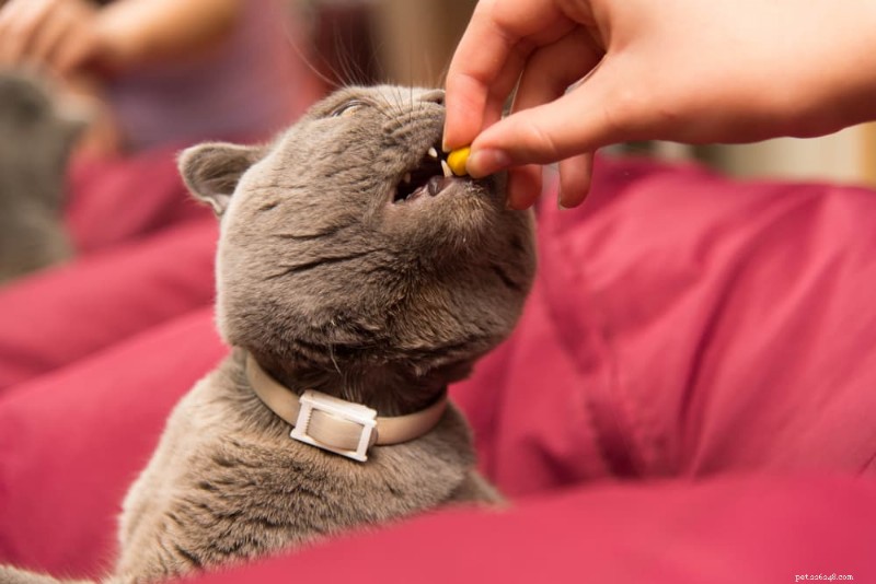 10 Expert Ways to Ease Your Cat’s Pain
