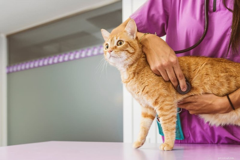 Understanding Green Cat Poop: Causes, Symptoms, and How to Respond