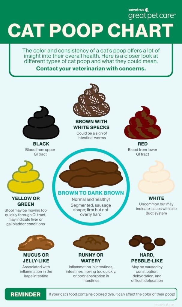 Cat Stool Guide: How Color, Consistency, and Frequency Signal Health