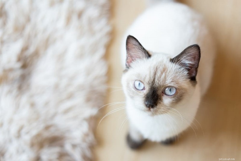 What Is a Normal Heart Rate for Cats? – Signs, Ranges, and When to Seek Veterinary Care
