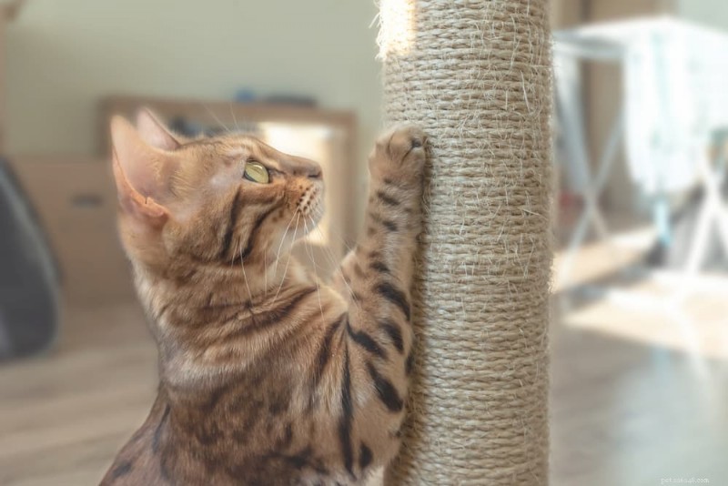Understanding Cat Limping: 14 Common Causes and How to Help