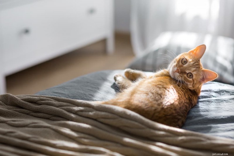 6 Urinary Tract Infection Signs in Cats That Require Immediate Veterinary Care