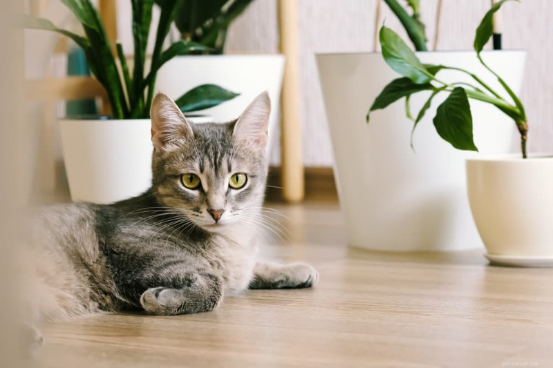 6 Urinary Tract Infection Signs in Cats That Require Immediate Veterinary Care