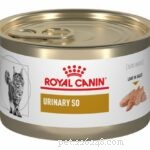 6 Urinary Tract Infection Signs in Cats That Require Immediate Veterinary Care