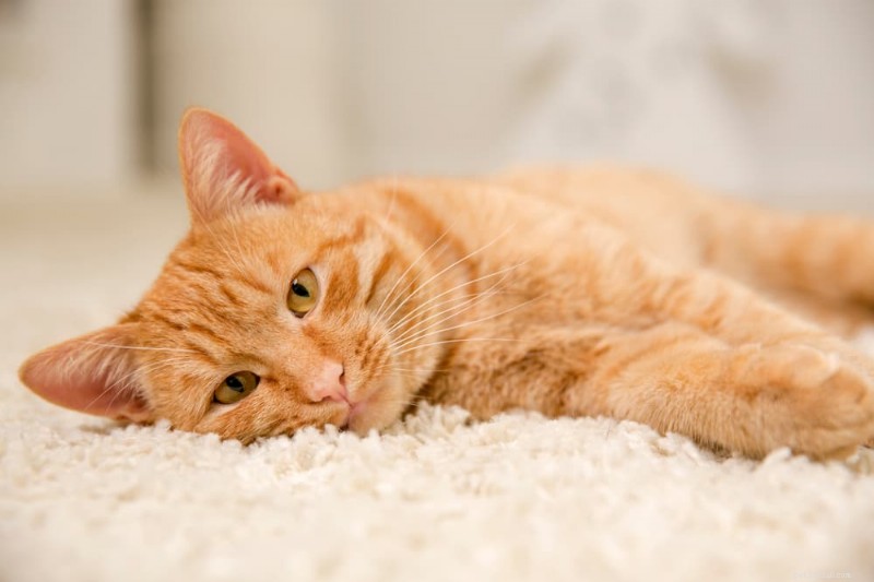 What to Expect from Your Cat’s Chemotherapy: A Complete Guide