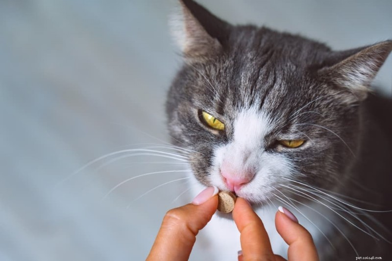 What to Expect from Your Cat’s Chemotherapy: A Complete Guide