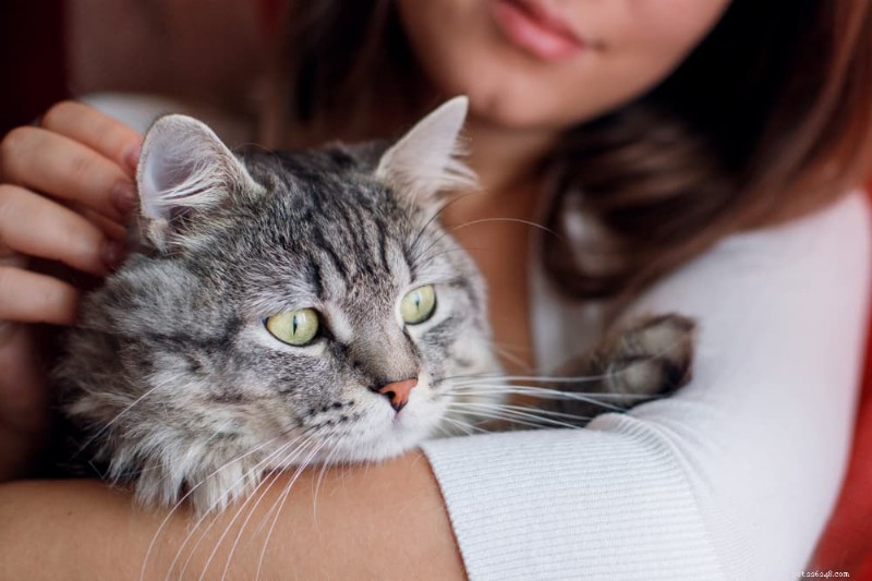 How Cats Perceive Color: What Shades Are Visible to Feline Eyes