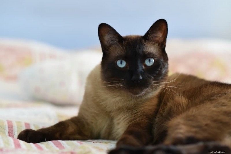 Understanding Cat Lipomas: Causes, Symptoms, Diagnosis & Treatment