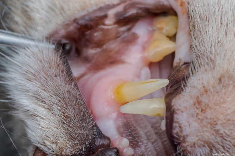 Recognizing and Treating Dental Disease in Cats: 6 Key Signs & Effective Care