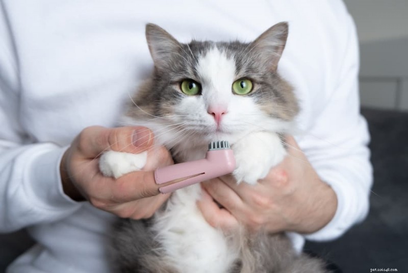 Recognizing and Treating Dental Disease in Cats: 6 Key Signs & Effective Care
