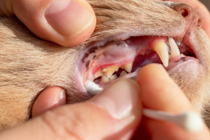 Complete Guide to Cat Dental Cleaning: Procedure, Costs, and Care Tips