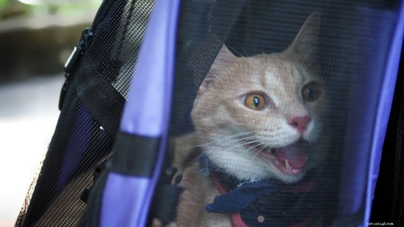 Heavy Breathing in Cats: 5 Common Causes and When to Seek Veterinary Care