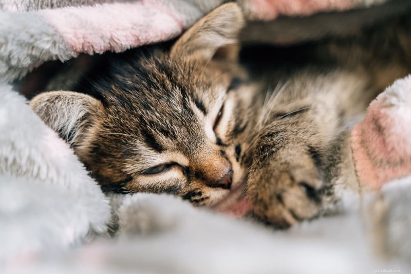 What Causes Cat Sneezing? Symptoms, Causes, and When to Seek Veterinary Care