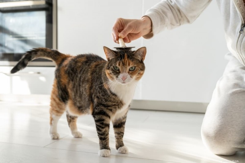 Why Is My Cat Shedding Excessively? Causes, Symptoms, and Management Tips