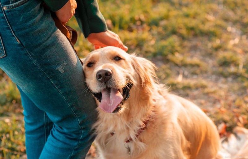 Do Dogs Smile? Decoding Your Canine’s Expressive Grin