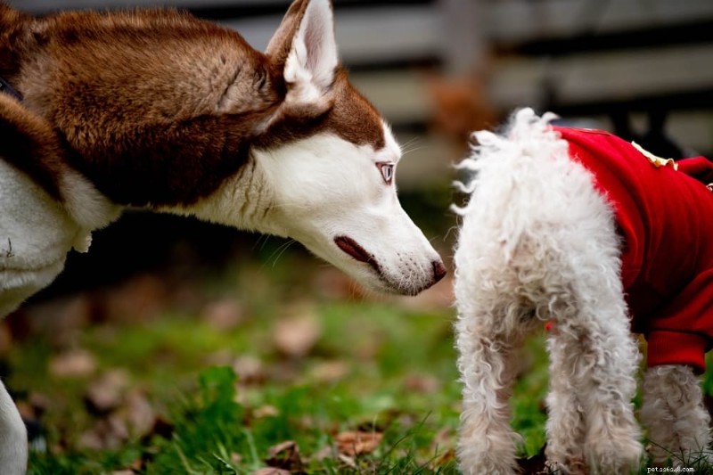 Why Do Dogs Sniff Each Other’s Butts? The Science Behind a Common Social Habit