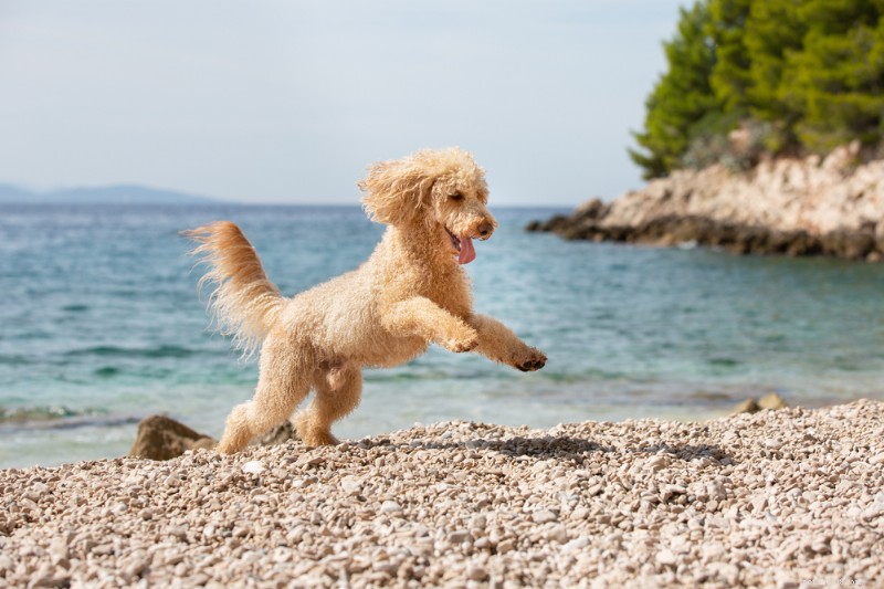 Why Won’t My Dog Jump Anymore? Expert Causes & Solutions