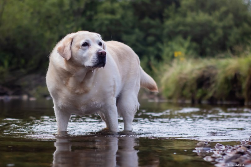 Why Won’t My Dog Jump Anymore? Expert Causes & Solutions