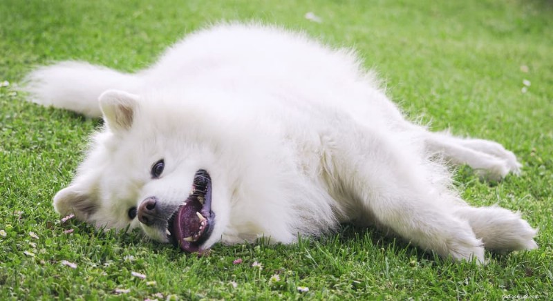 Why Do Dogs Roll in Grass? Expert Insights on the Behavior and When to Act