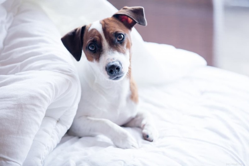 Why Is My Dog Urinating on My Bed? Medical and Behavioral Causes & How to Stop It