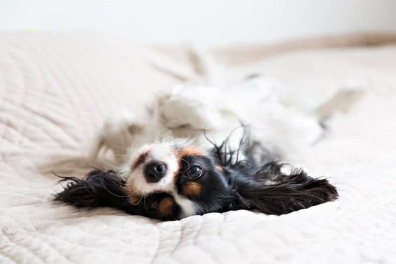 Why Is My Dog Urinating on My Bed? Medical and Behavioral Causes & How to Stop It