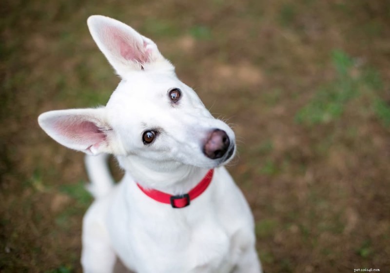 Why Dogs Tilt Their Heads: Insights into Curiosity, Learning, and Health