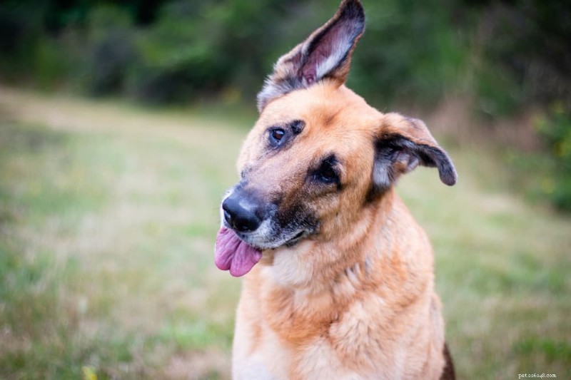 Why Dogs Tilt Their Heads: Insights into Curiosity, Learning, and Health