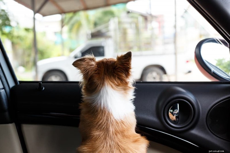 Dog Car Anxiety: Expert Tips for Stress‑Free Road Trips