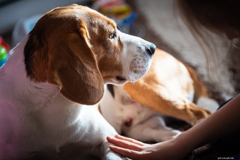 What Causes Your Dog to Shake and How to Address It