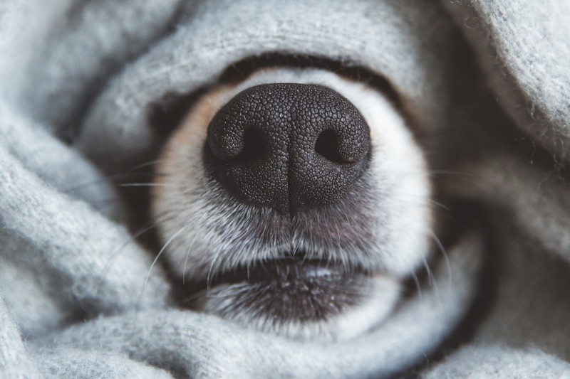 What Causes Your Dog to Shake and How to Address It