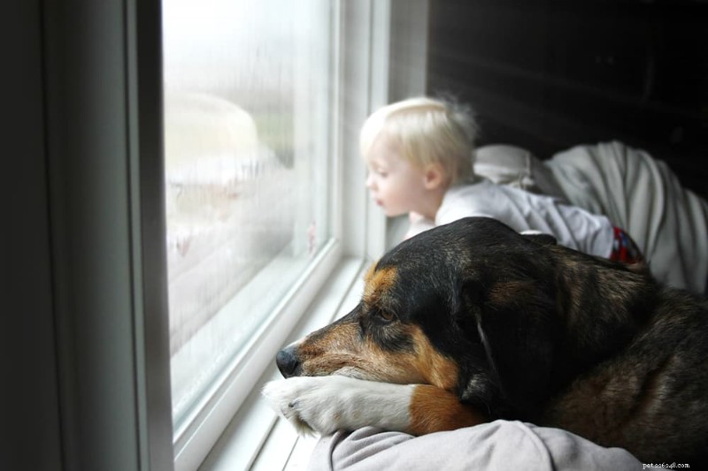 Effective Techniques for Calming an Anxious Dog