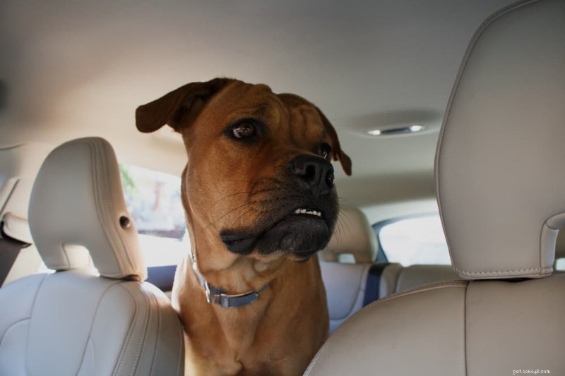 Effective Techniques for Calming an Anxious Dog