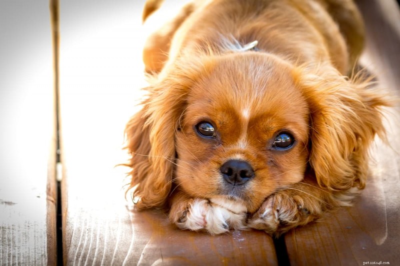 When Do Puppies Open Their Eyes? A Vet’s Guide to Early Vision Development