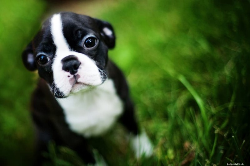 When Do Puppies Open Their Eyes? A Vet’s Guide to Early Vision Development