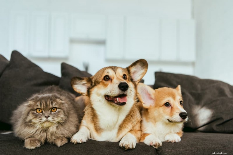 Understanding Coprophagia: Why Dogs Eat Feces and How to Stop It